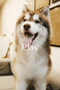Play (1)